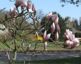 Magnolia &times; soulangeana