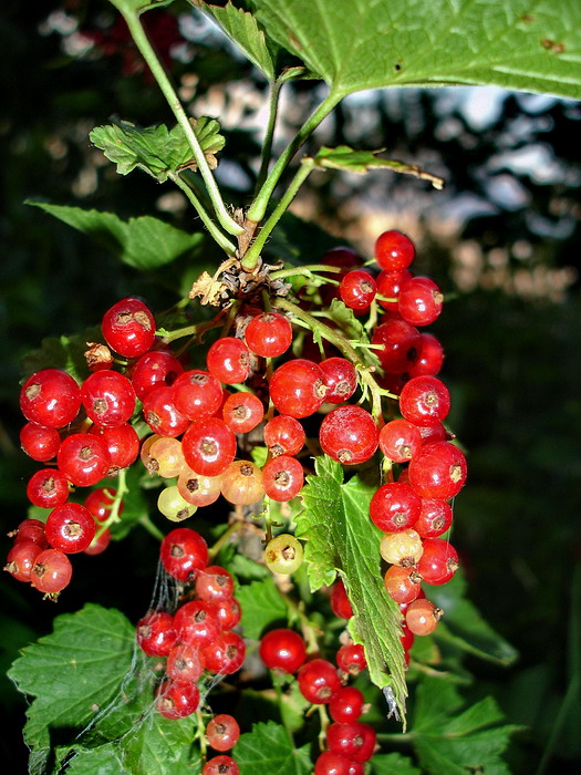 Изображение особи Ribes rubrum.