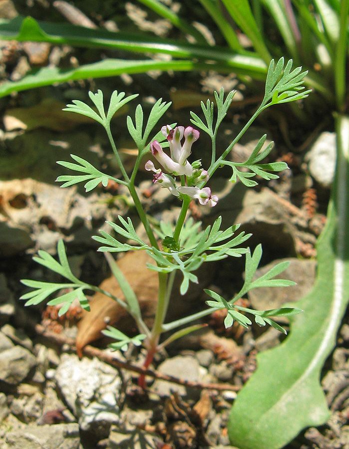 Image of Fumaria parviflora specimen.