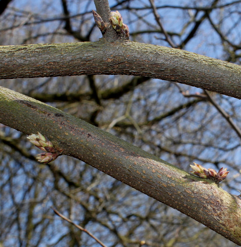 Image of Cercis siliquastrum specimen.