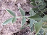 Astragalus schrenkianus