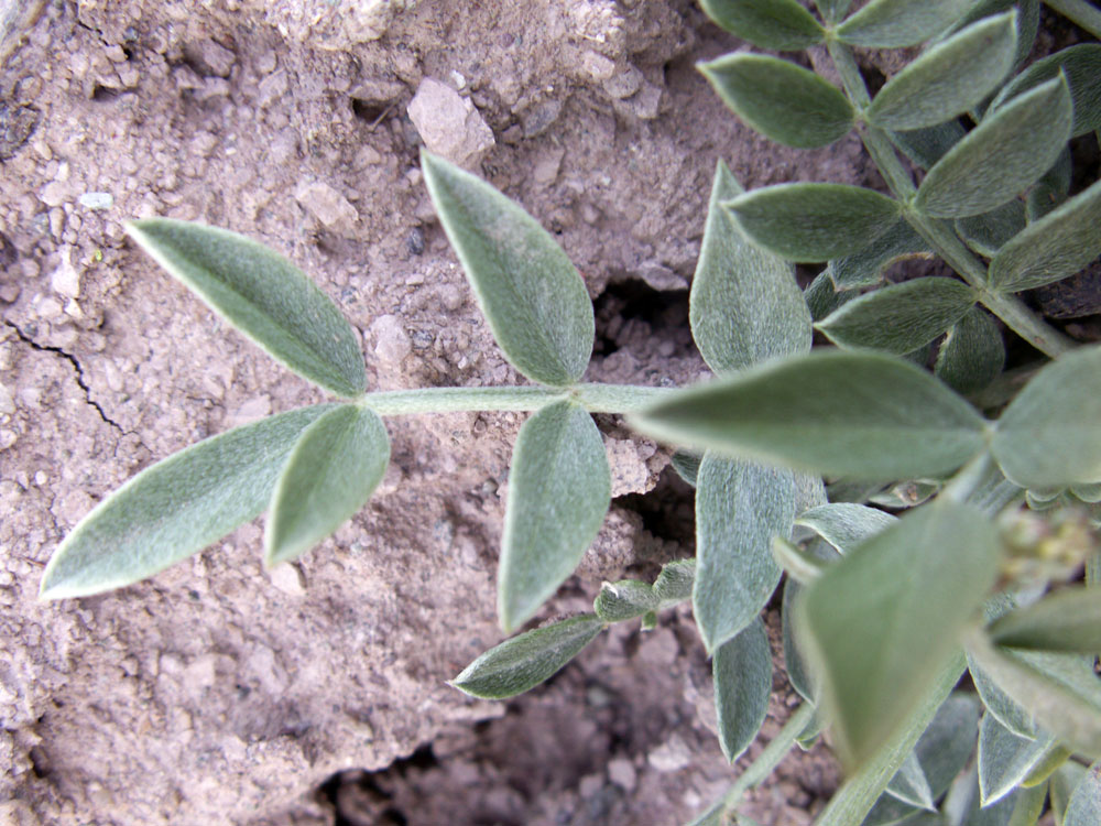 Image of Astragalus schrenkianus specimen.