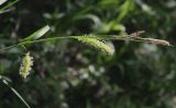 Carex vesicaria. Верхушка стебля с женскими и мужскими соцветиями. Ленинградская обл., Большая Ижора, 31.05.2009.