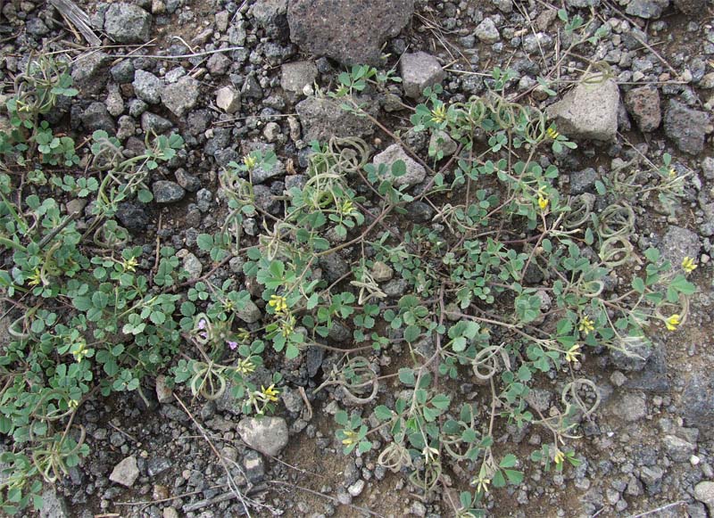 Image of Trigonella cancellata specimen.