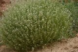 Crambe aspera. Цветущее и плодоносящее растение. Крым, Севастополь, окр. пос. Любимовка. 28 мая 2013 г.