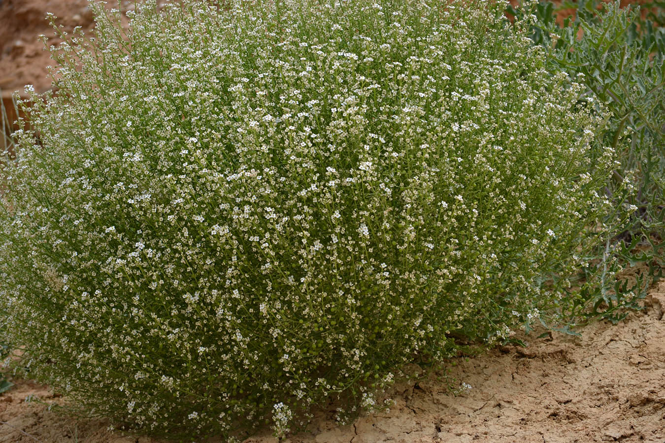 Изображение особи Crambe aspera.