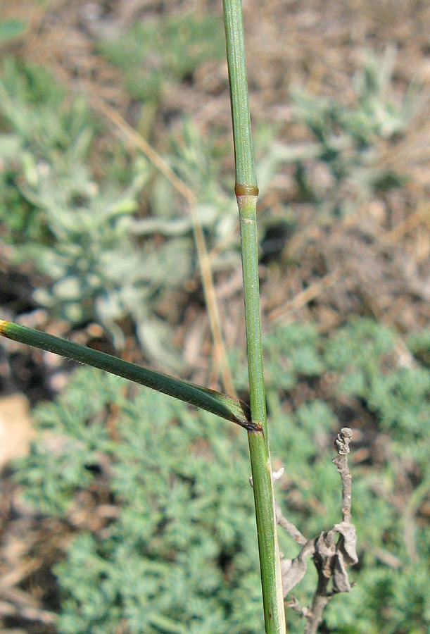 Изображение особи Agropyron pinifolium.