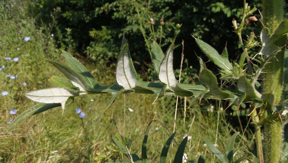 Изображение особи Cirsium ukranicum.