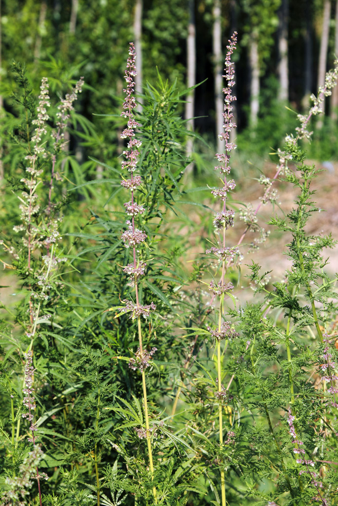 Image of Cannabis sativa var. spontanea specimen.