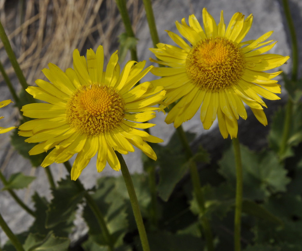 Изображение особи Doronicum columnae.