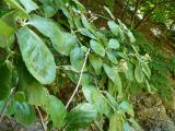 Sorbus stankovii. Ветви дерева с завязавшимися плодами. Крым, Ялта, ущелье Уч-Кош. 21.06.2009.