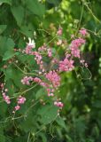 Antigonon leptopus. Часть побега с соцветиями. Таиланд, остров Пханган. 24.06.2013.