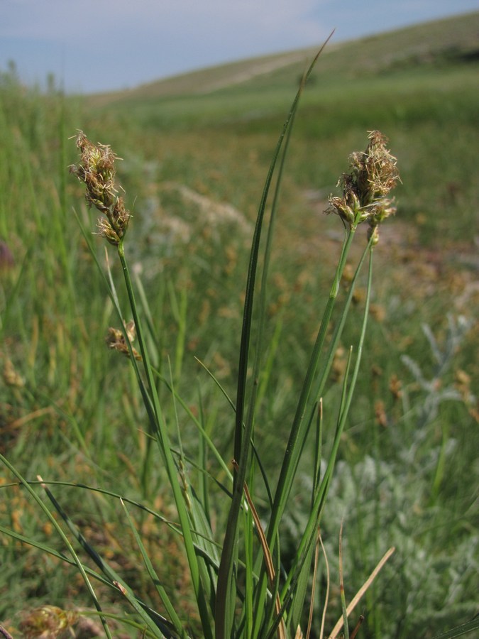 Image of Blysmus compressus specimen.