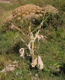 Heracleum stevenii