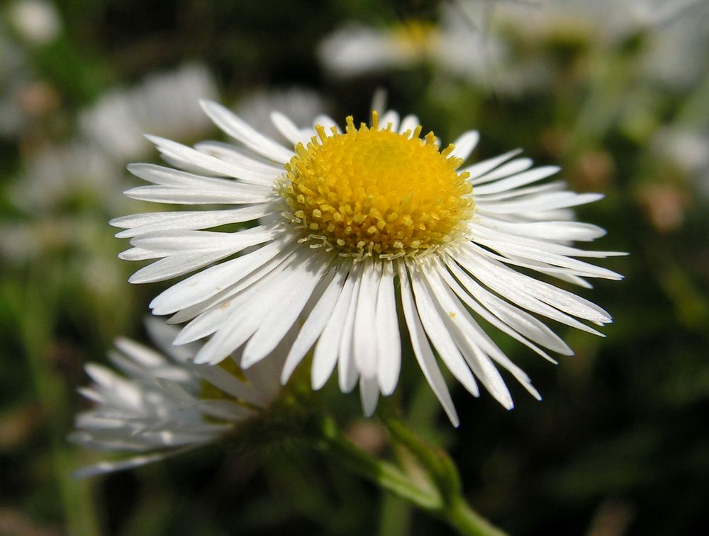 Image of genus Phalacroloma specimen.