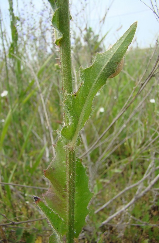 Image of Picris hieracioides specimen.