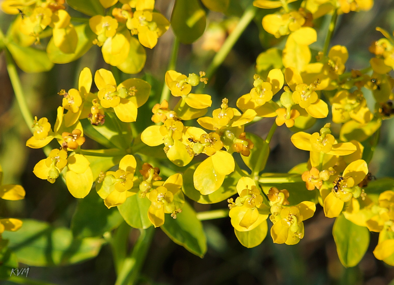 Изображение особи Euphorbia soongarica.