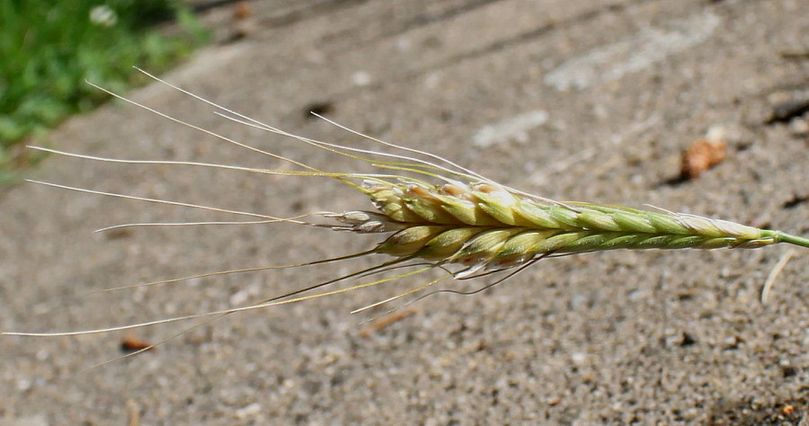 Image of Triticum monococcum specimen.