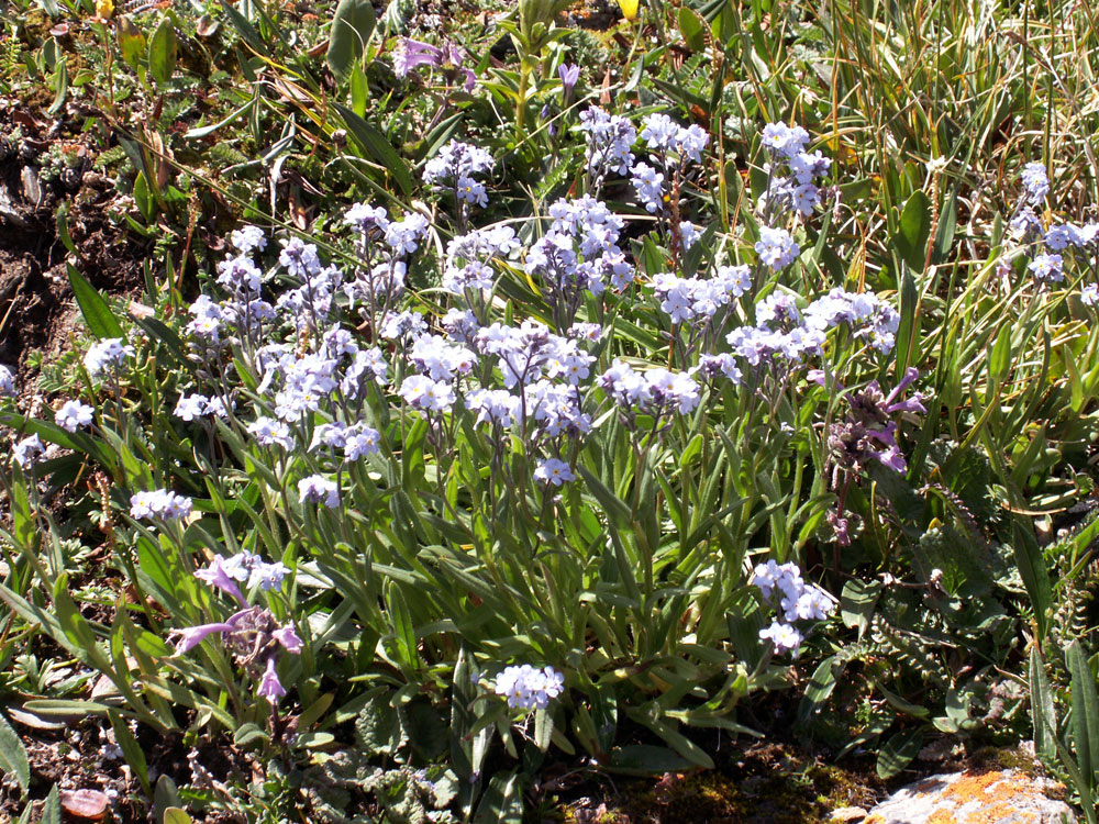 Изображение особи Myosotis imitata.