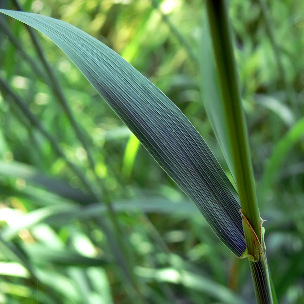 Изображение особи род Calamagrostis.