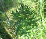 Lithospermum officinale. Верхушка цветущего растения. Белгородская обл., Губкинский р-н, запов. \"Белогорье\", \"Ямская степь\". 10 июня 2009 г.