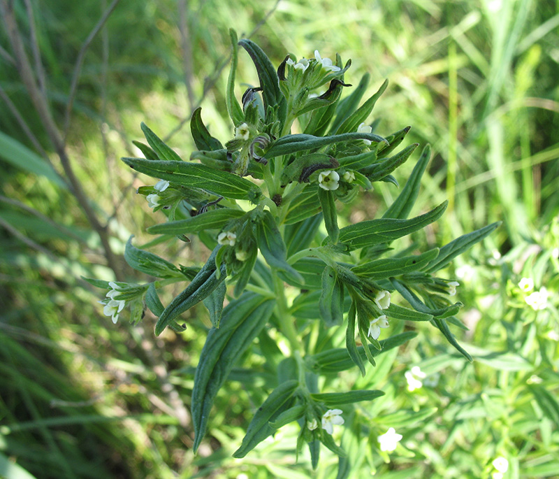 Image of Lithospermum officinale specimen.