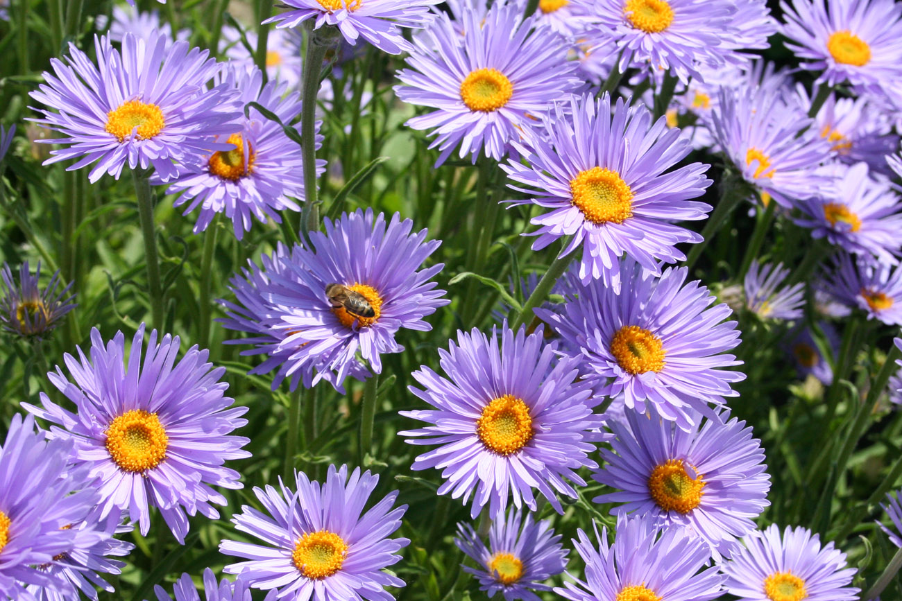 Изображение особи Aster alpinus.