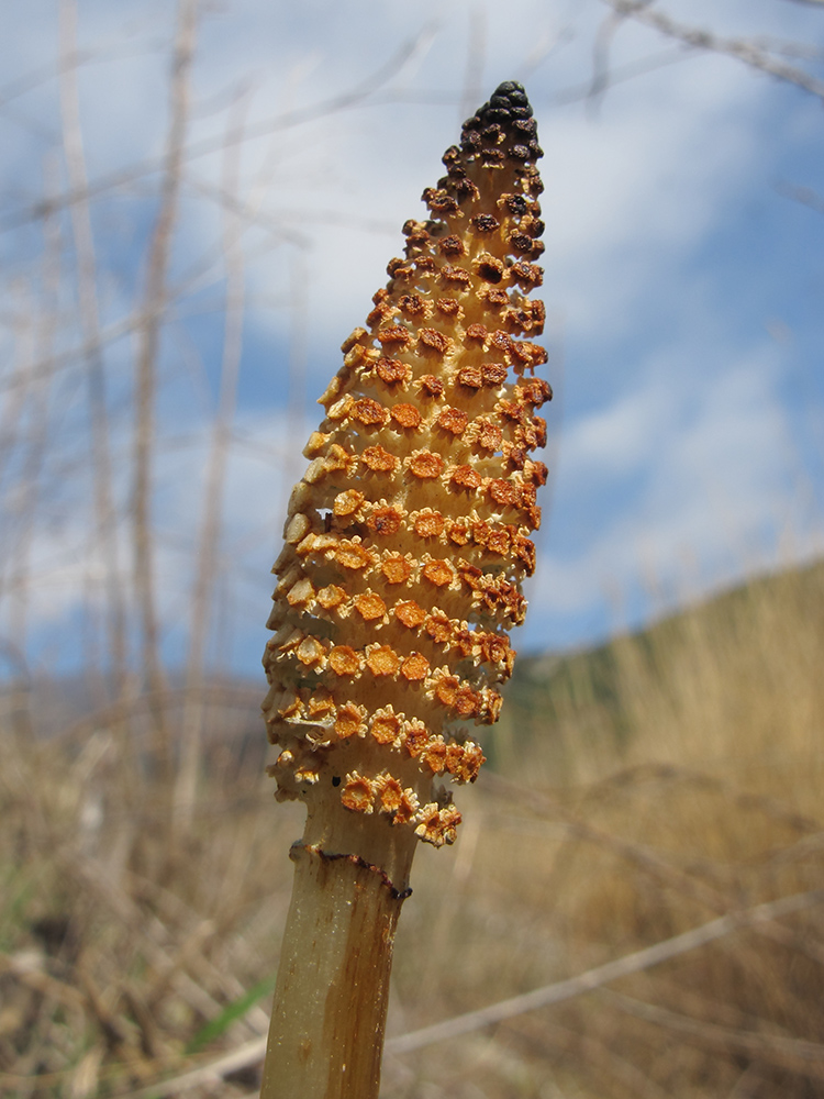 Изображение особи Equisetum telmateia.