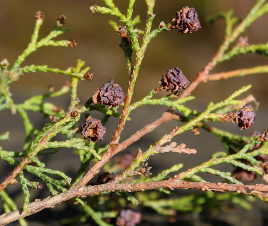 Image of Chamaecyparis thyoides specimen.
