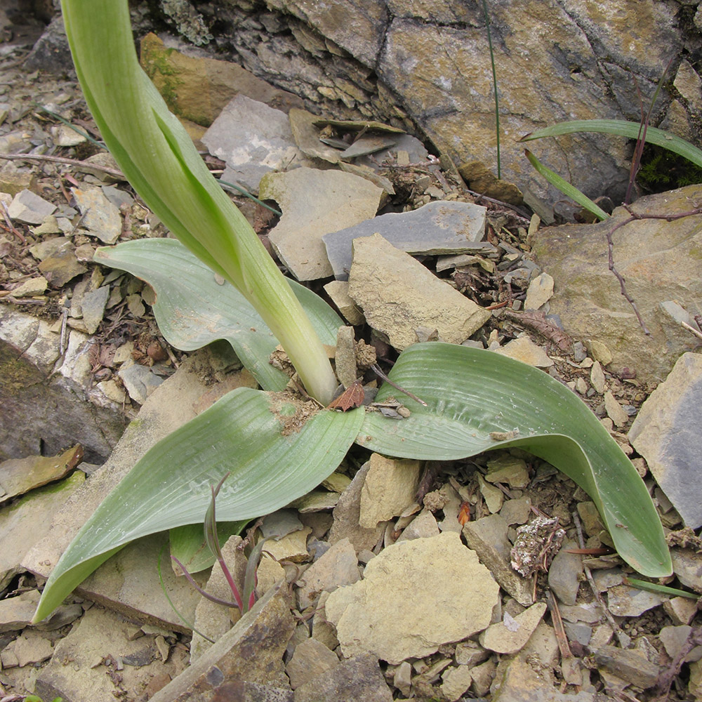 Изображение особи Orchis simia.