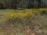 Chamaecytisus borysthenicus. Цветущие растения. Украина, г. Запорожье, о-в Хортица, песчаный участок в центральной части. 26.04.2014.