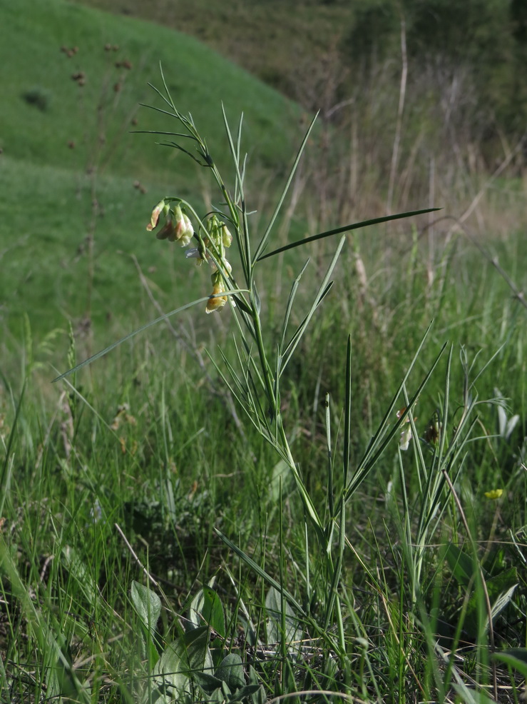 Изображение особи Lathyrus lacteus.