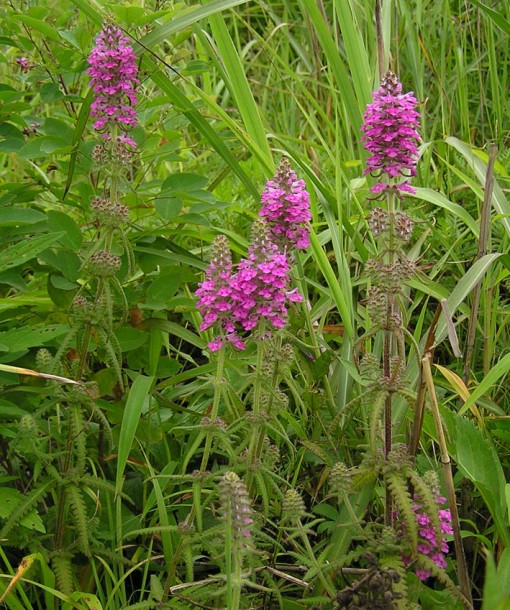 Изображение особи Pedicularis spicata.