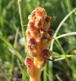 Orobanche gracilis