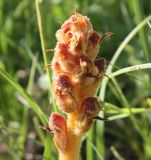 Orobanche gracilis. Соцветие с бутонами. Словения, регион Нижняя Посавска, окр. дер. Planina v Podbočju, сухой луг. 12.05.2014.