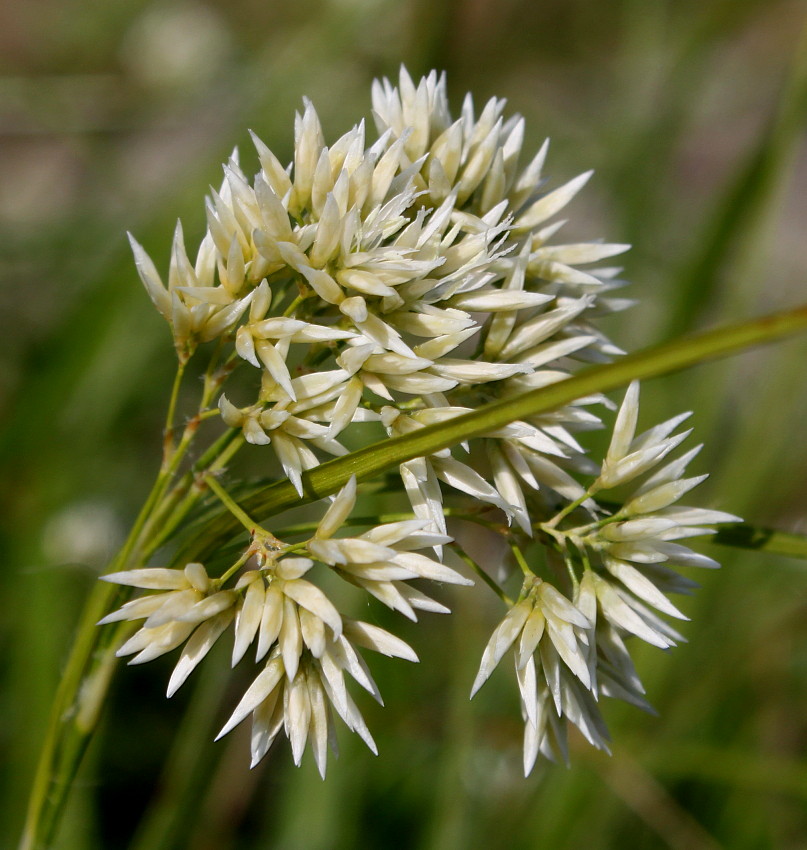 Image of Luzula nivea specimen.