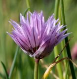 Allium schoenoprasum. Соцветие. Германия, г. Дюссельдорф, Ботанический сад университета. 04.05.2014.