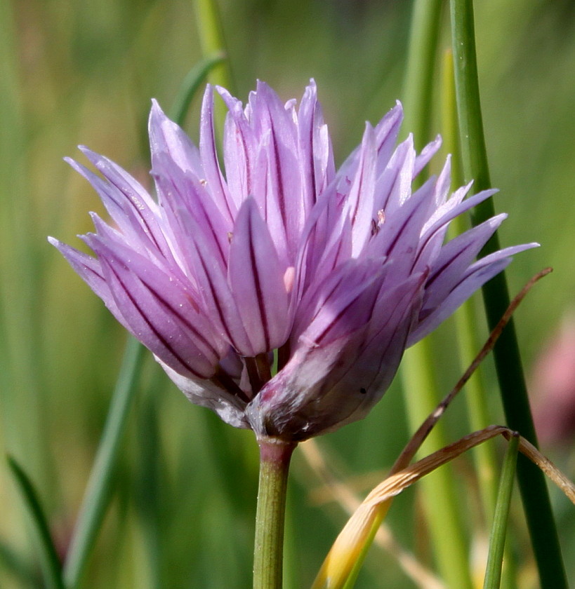 Image of Allium schoenoprasum specimen.