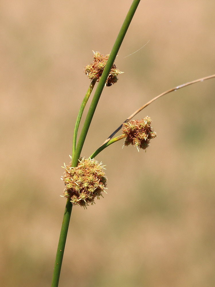 Image of Scirpoides holoschoenus specimen.