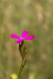 род Dianthus
