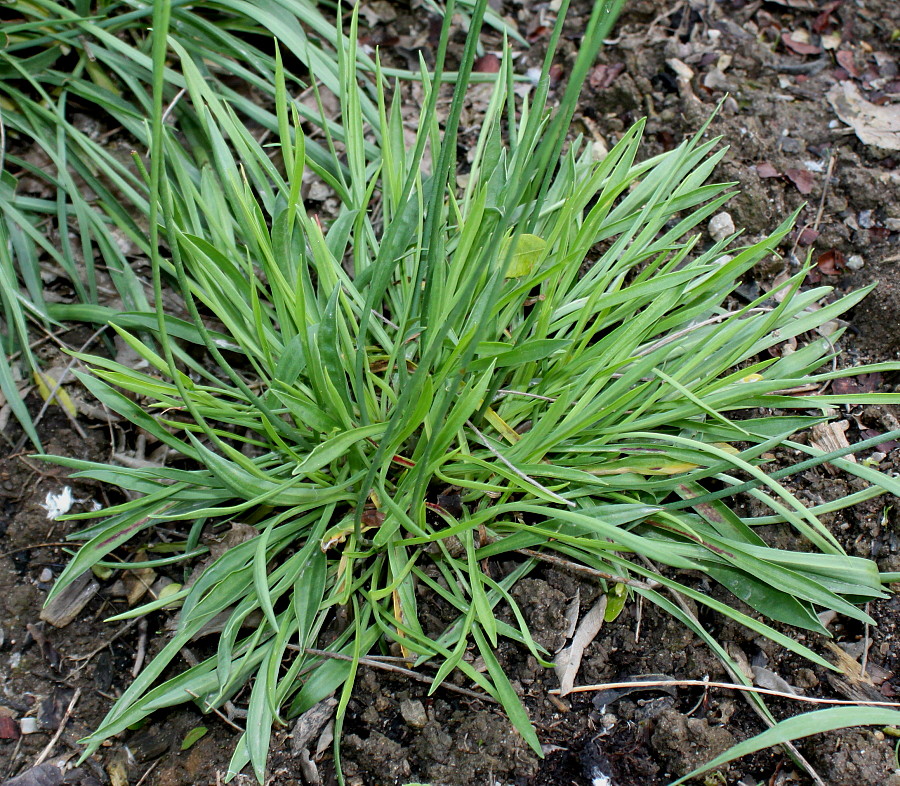 Image of Armeria alliacea specimen.