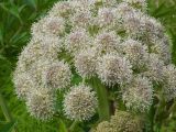 Angelica sylvestris