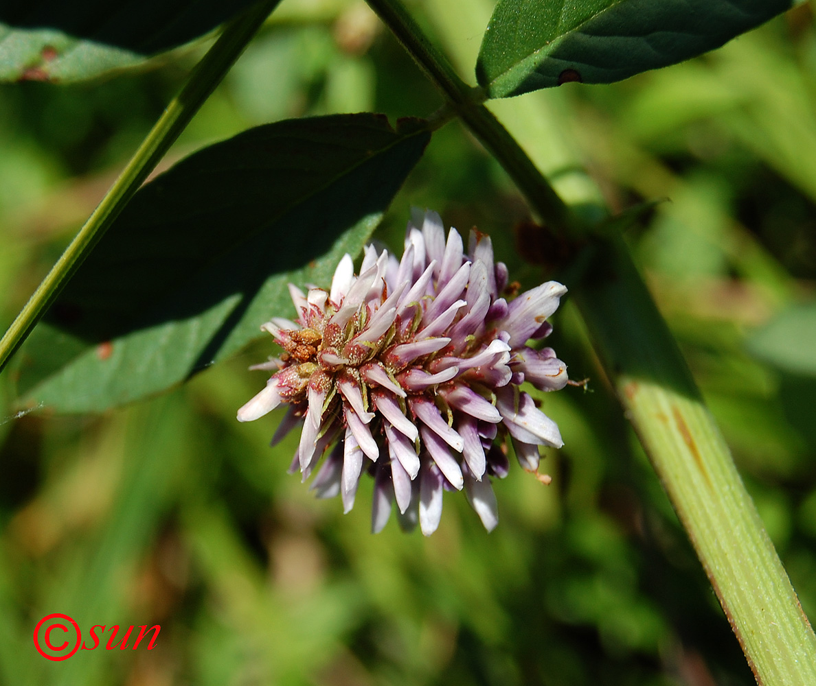 Image of Glycyrrhiza echinata specimen.