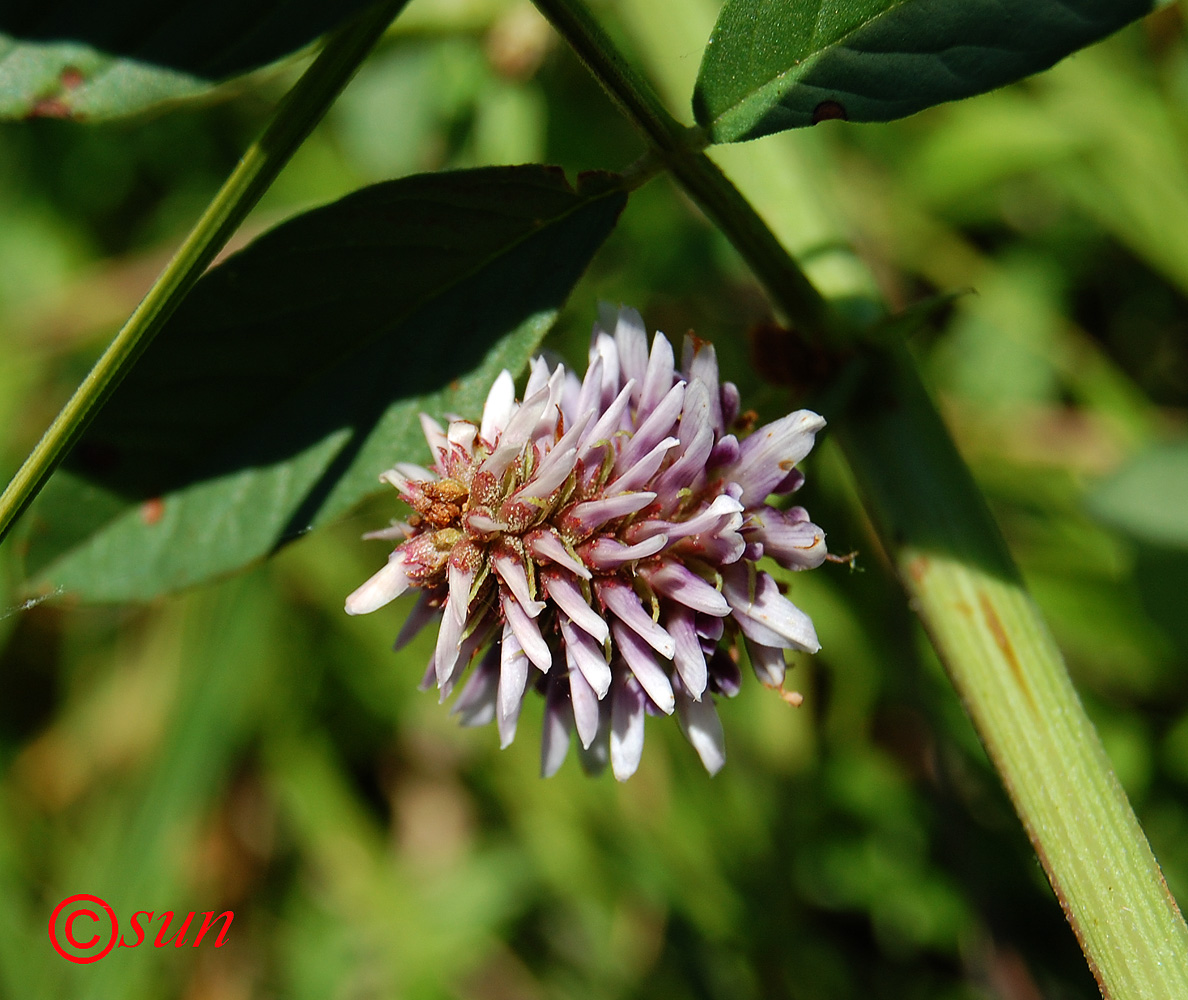 Изображение особи Glycyrrhiza echinata.