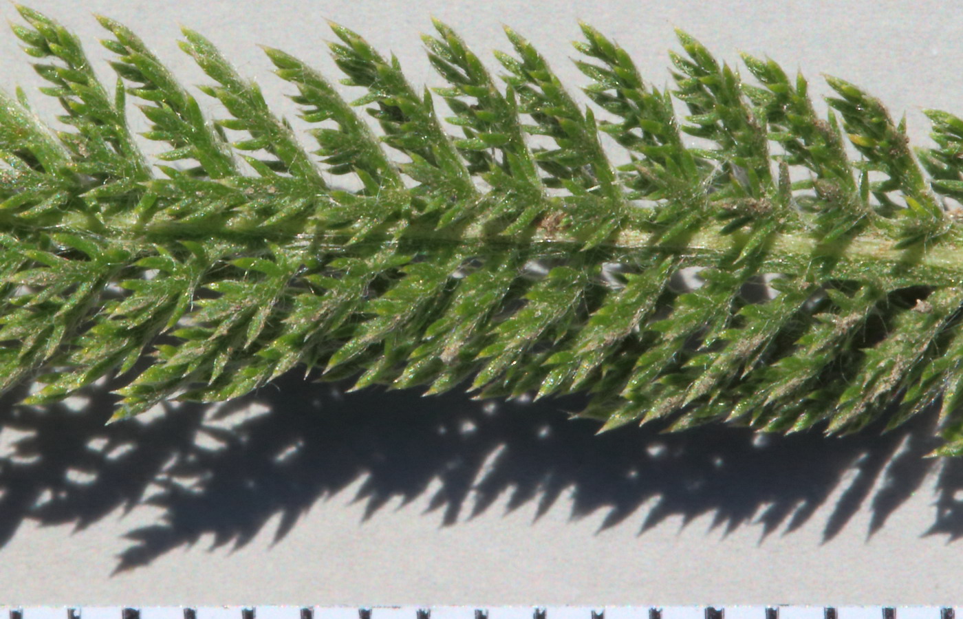 Image of Achillea setacea specimen.