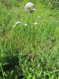 Valeriana dubia