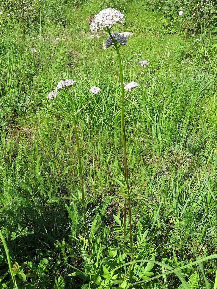 Изображение особи Valeriana dubia.