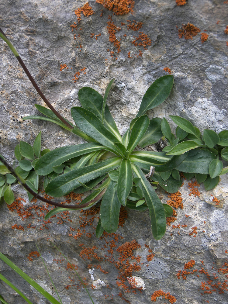 Изображение особи Campanula ciliata.