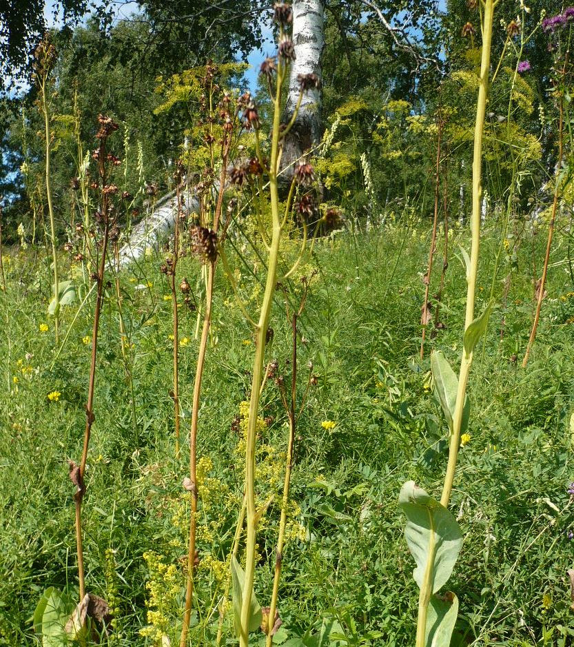 Изображение особи Ligularia glauca.