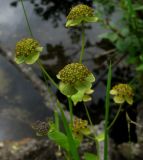 Bupleurum triradiatum
